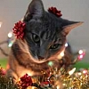 How to keep pets safe during the holidays