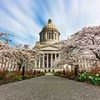 Cherry blossoms at the state Capitol 