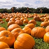 Five pumpkin patches to visit in the South Sound
